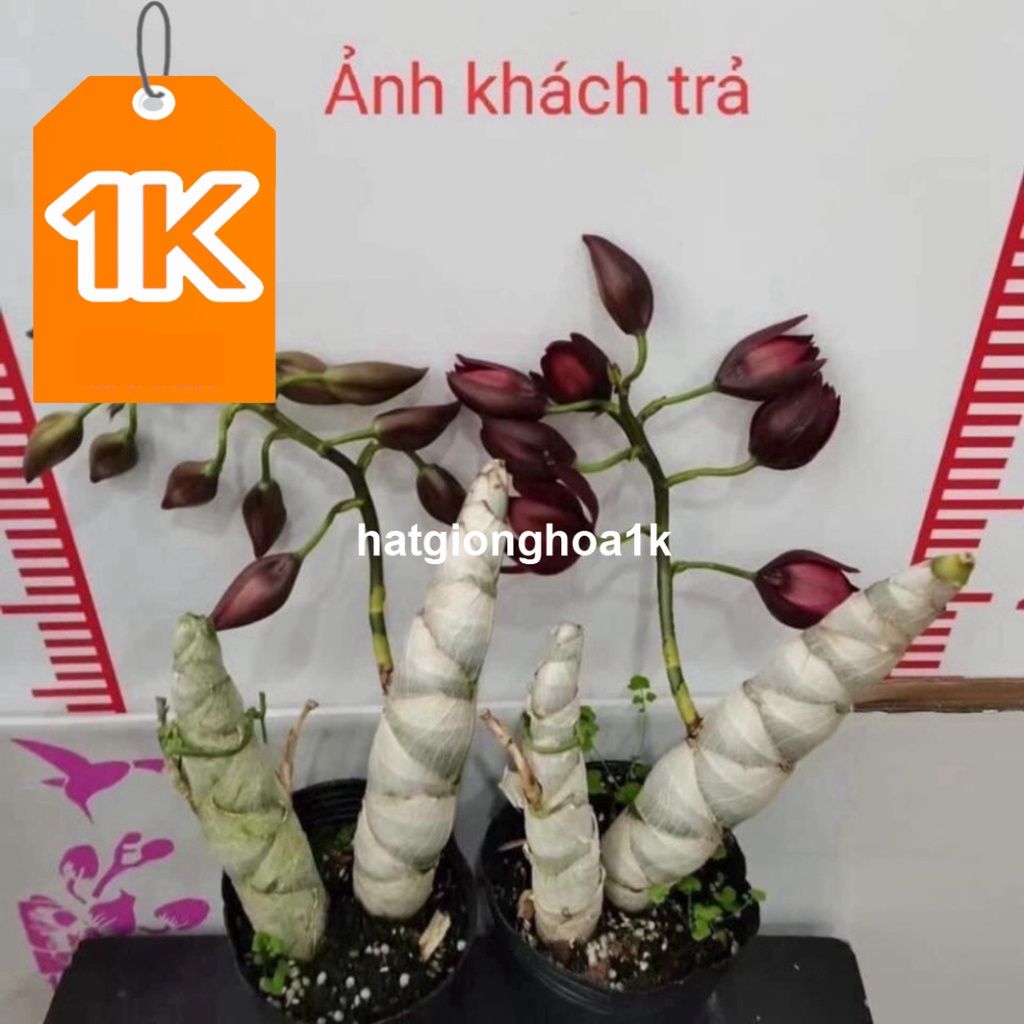 RẺ VÔ ĐỊCH  Hoa Lan thiên Nga đột biến