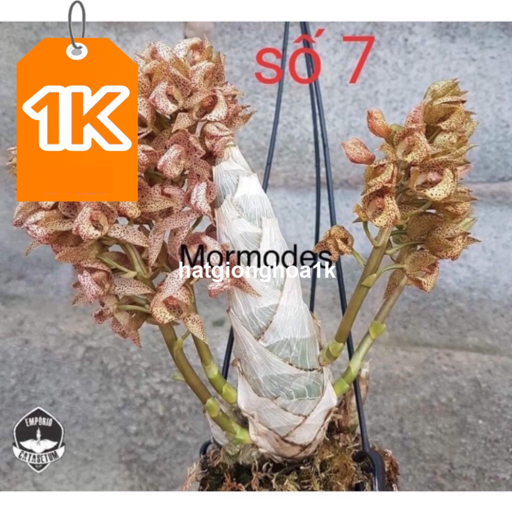 RẺ VÔ ĐỊCH  Hoa Lan thiên Nga đột biến