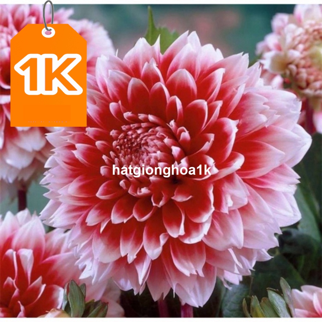 RẺ VÔ ĐỊCH  Củ hoa thược dược cánh kép nhiều màu, chùm to