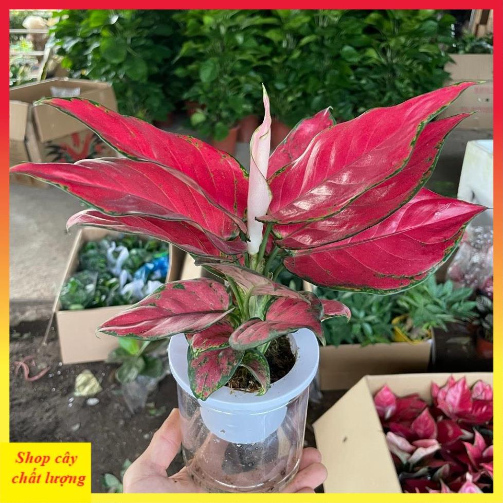 Cây Vạn Lộc Lá Đỏ Full 14