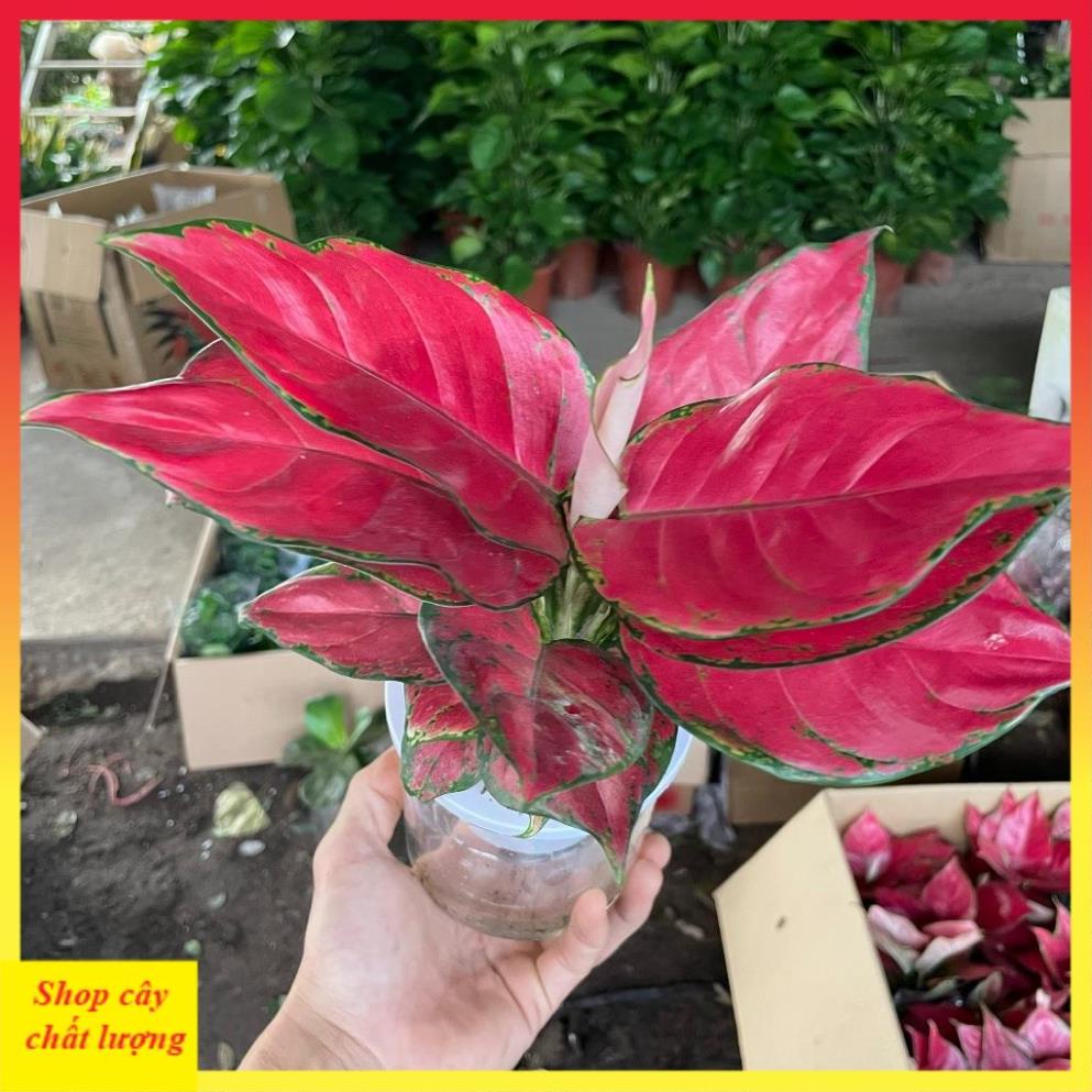 Cây Vạn Lộc Lá Đỏ Full 14