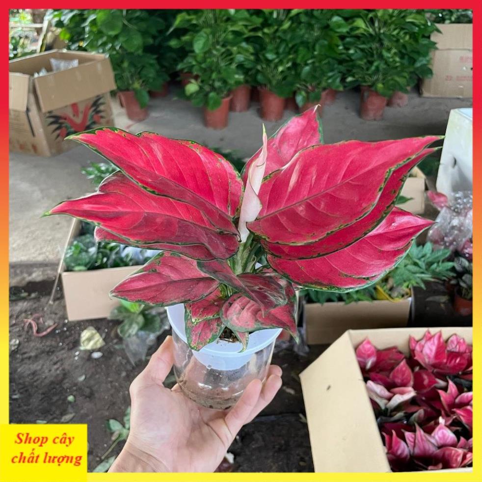 Cây Vạn Lộc Lá Đỏ Full 14