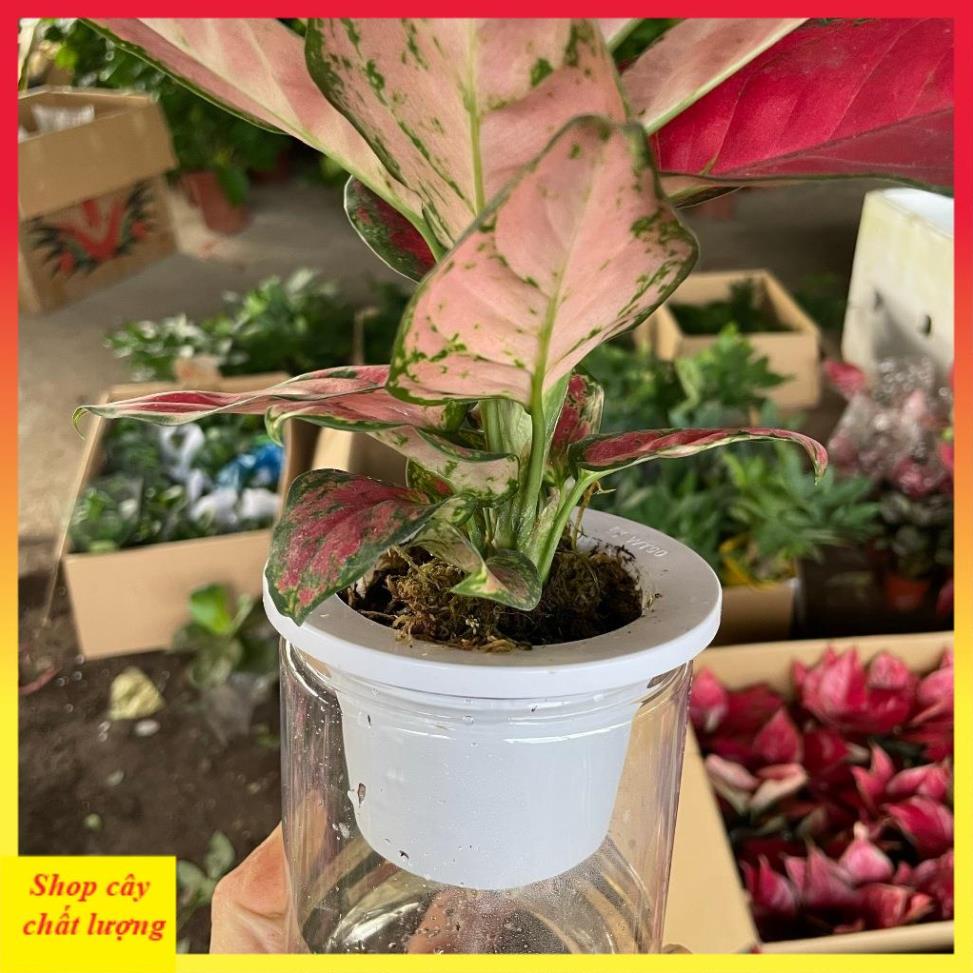 Cây Vạn Lộc Lá Đỏ Full 14