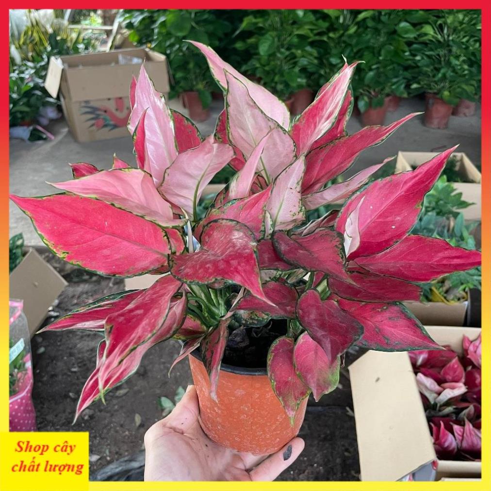 Cây Vạn Lộc Lá Đỏ Full 14