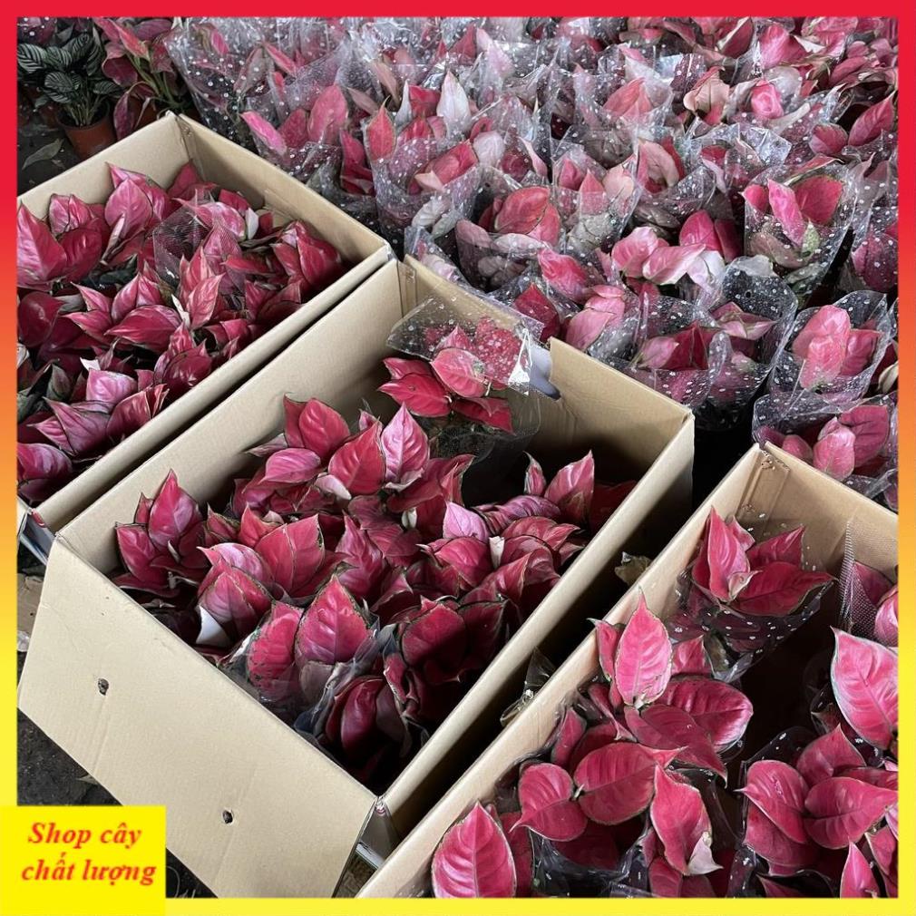 Cây Vạn Lộc Lá Đỏ Full 14