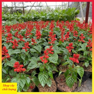 Cây hoa xác pháo đẹp