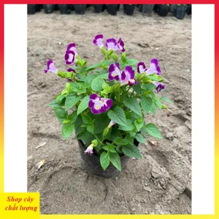 Cây hoa mắt nai