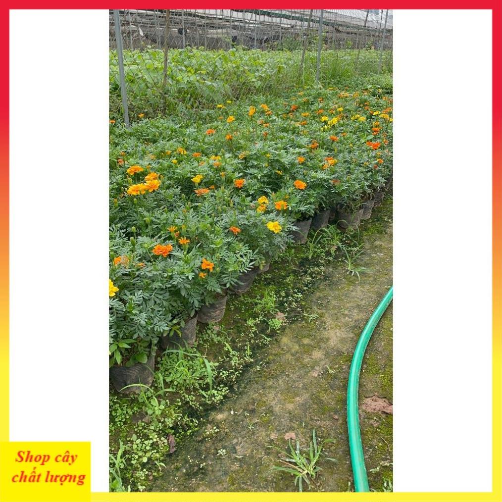 Cây cúc vạn thọ