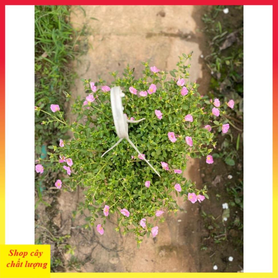 Cây Hoa Sam Hồng 13