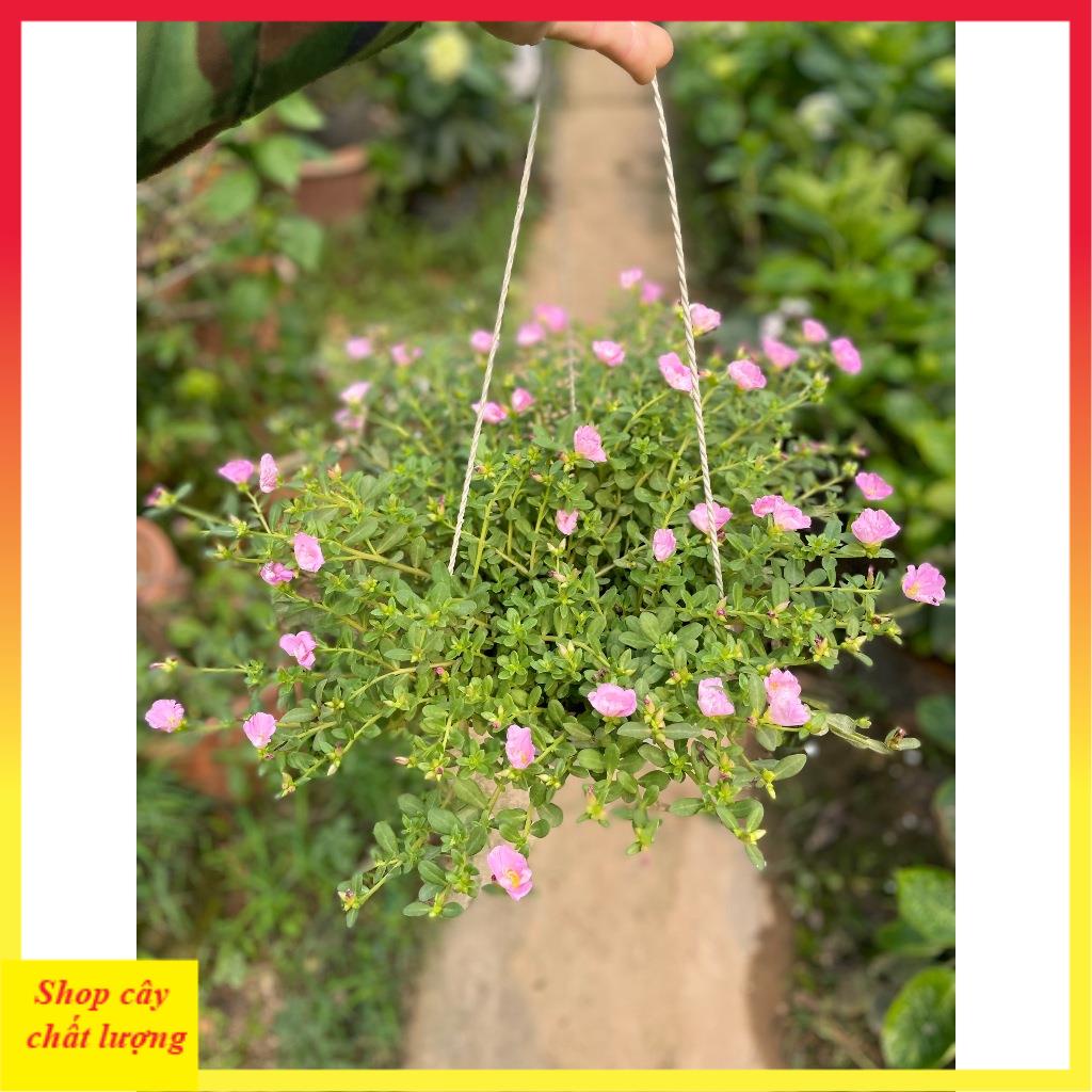 Cây Hoa Sam Hồng 13