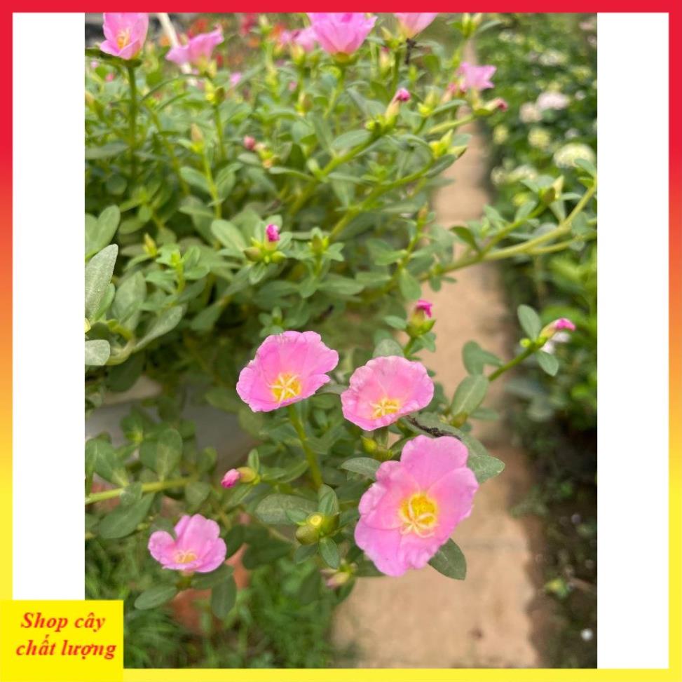 Cây Hoa Sam Hồng 13