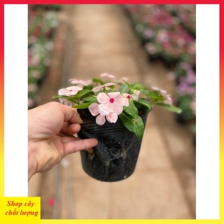 Cây hoa dừa cạn rủ
