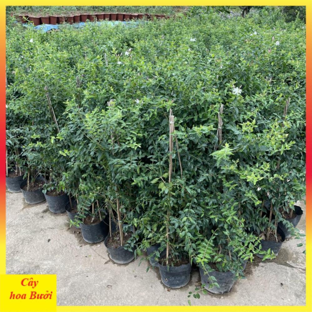 Cây nguyệt quế leo 14