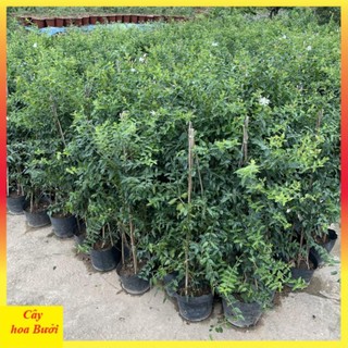Cây nguyệt quế leo 14