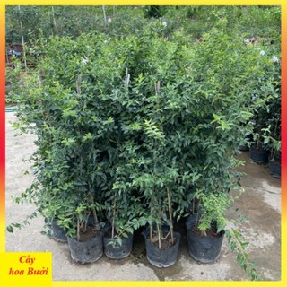 Cây nguyệt quế leo 14