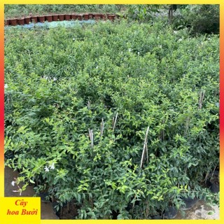 Cây nguyệt quế leo 14