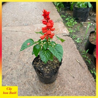 Cây Hoa Xác Pháo Đẹp 13