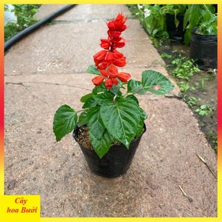 Cây Hoa Xác Pháo Đẹp 13