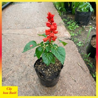Cây Hoa Xác Pháo Đẹp 13
