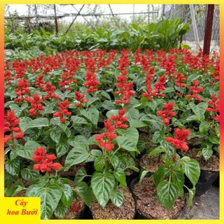 Cây Hoa Xác Pháo Đẹp 13