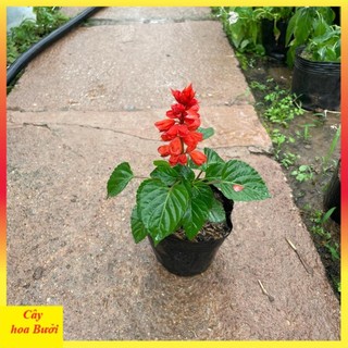 Cây Hoa Xác Pháo Đẹp 13