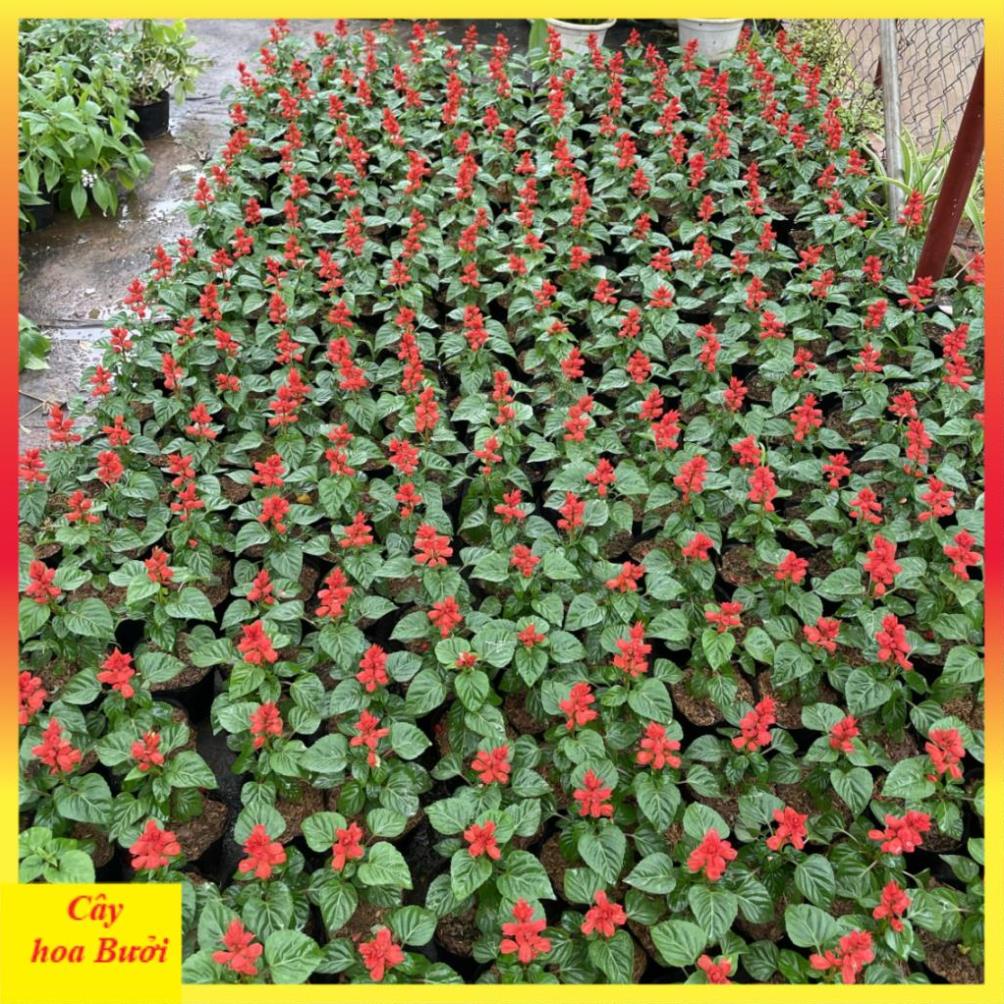 Cây Hoa Xác Pháo Đẹp 13