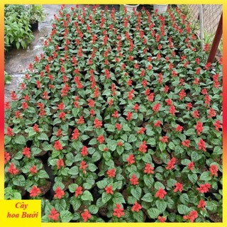 Cây hoa xác pháo đẹp 13