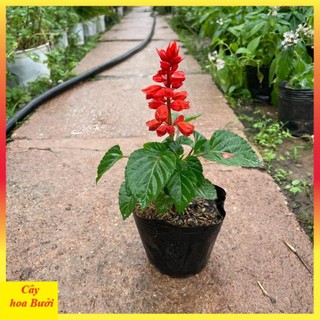 Cây Hoa Xác Pháo Đẹp 13