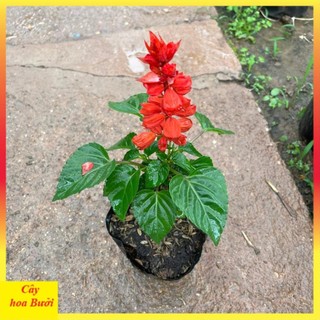 Cây Hoa Xác Pháo Đẹp 13