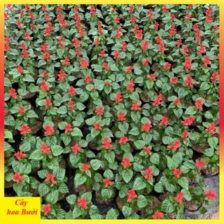 Cây Hoa Xác Pháo Đẹp 13