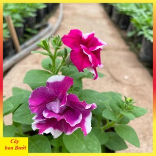 Cây dạ yến thảo đứng hoa kép 13