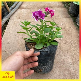 Cây dạ yến thảo đứng hoa kép 13
