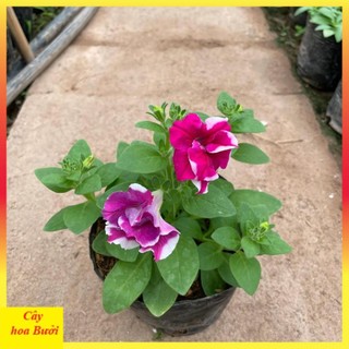 Cây dạ yến thảo đứng hoa kép 13