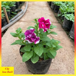 Cây dạ yến thảo đứng hoa kép 13