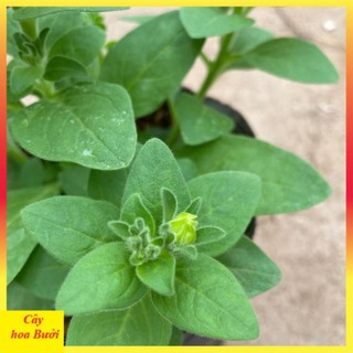 Cây dạ yến thảo đứng hoa kép 13