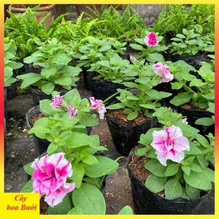 Cây dạ yến thảo đứng hoa kép 13