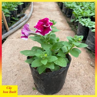 Cây dạ yến thảo đứng hoa kép 13