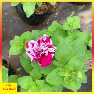 Cây dạ yến thảo đứng hoa kép 13