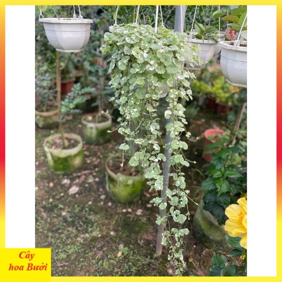 Cây rau má cẩm thạch 14