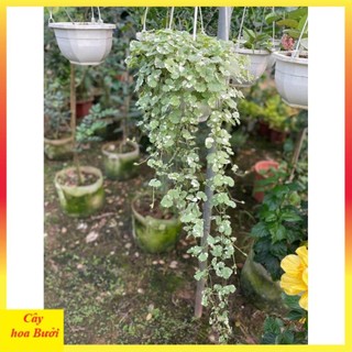 Cây rau má cẩm thạch 14