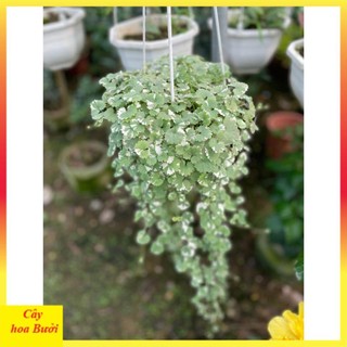 Cây rau má cẩm thạch 14