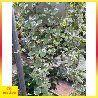 Cây rau má cẩm thạch 14