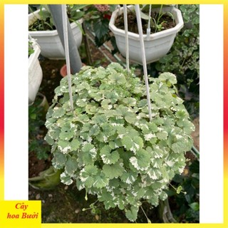 Cây rau má cẩm thạch 14