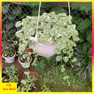 Cây rau má cẩm thạch 14