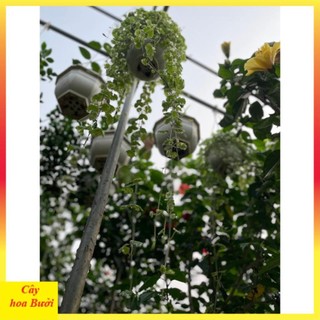 Cây rau má cẩm thạch 14