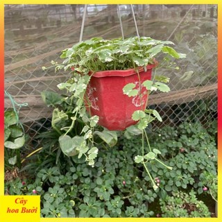 Cây rau má cẩm thạch 14