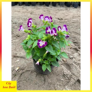Cây Hoa Mắt Nai 13