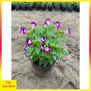Cây Hoa Mắt Nai 13