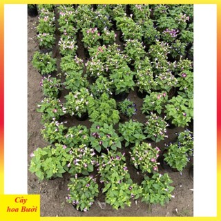 Cây hoa mắt nai 13
