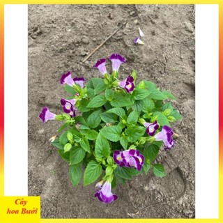 Cây Hoa Mắt Nai 13